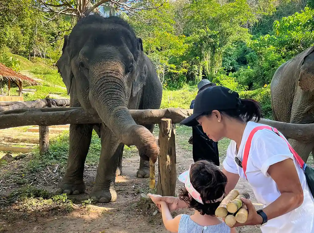 Feeding an elephant at the jungle of the Hidden Forest Preserve in Phuket